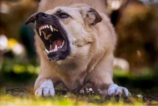 Dog Bites