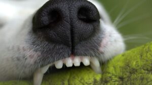 A white dog biting a green felt material.